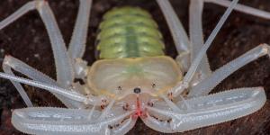 Amblipigios: qué son, características y ejemplos