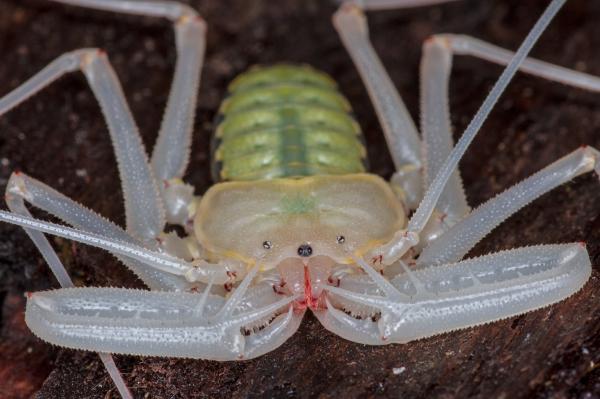 Amblipigios: qué son, características y ejemplos