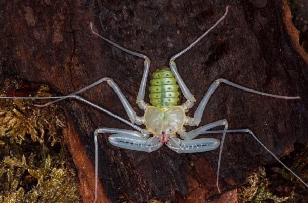 Amblipigios: qué son, características y ejemplos - Características de los amblipigios 