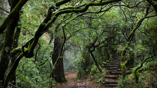 El primer bosque terapéutico de la Península Ibérica está en Portugal: qué lo hace tan especial - La Mata Nacional de Buçaco, un bosque con siglos de historia
