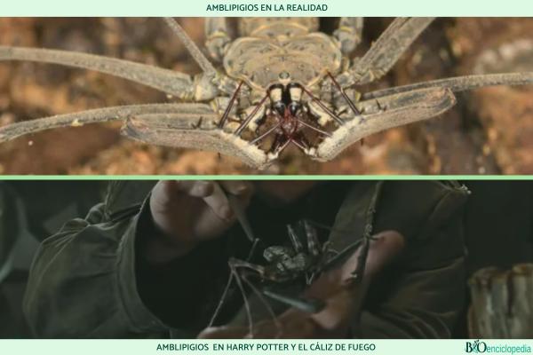 Amblipigios: qué son, características y ejemplos - Qué son los amblipigios 