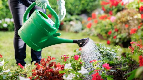 Mezclar las cáscaras de plátano con agua: por qué muchos jardineros recomiendan hacerlo y para qué sirve - Cómo utilizar el agua de plátano sin excederse