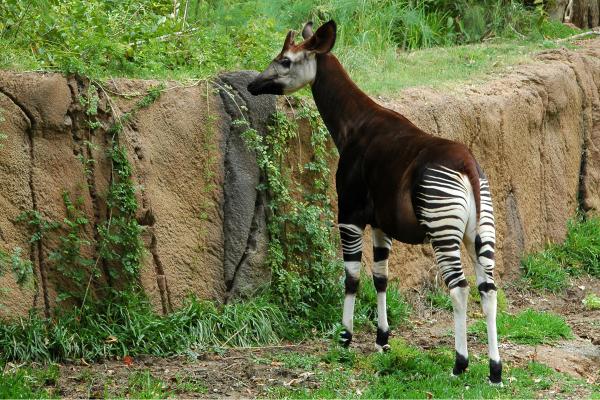 Okapi - Hábitat del okapi 