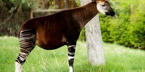 Okapi