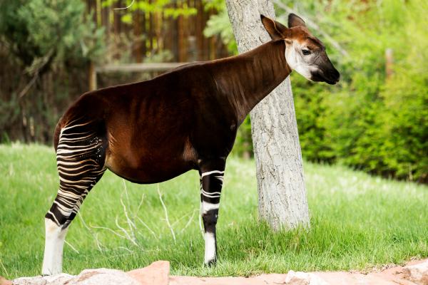 Okapi
