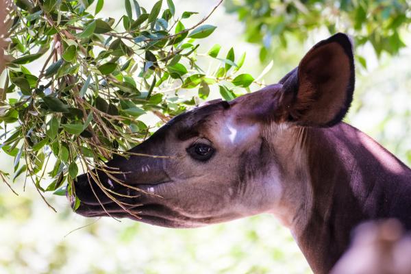 Okapi - Qué come el okapi