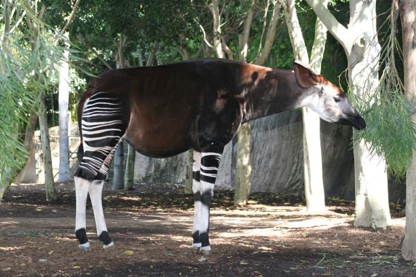 Okapi - Qué es un okapi y sus características