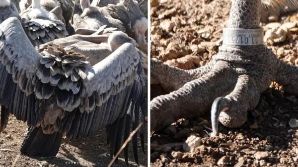 Encuentran en Huesca a un buitre leonado que fue anillado en Huelva en 1998 y descubren que es el más longevo de Europa - “El Andaluz”, el buitre leonado que ha vuelto a ser identificado casi tres décadas después