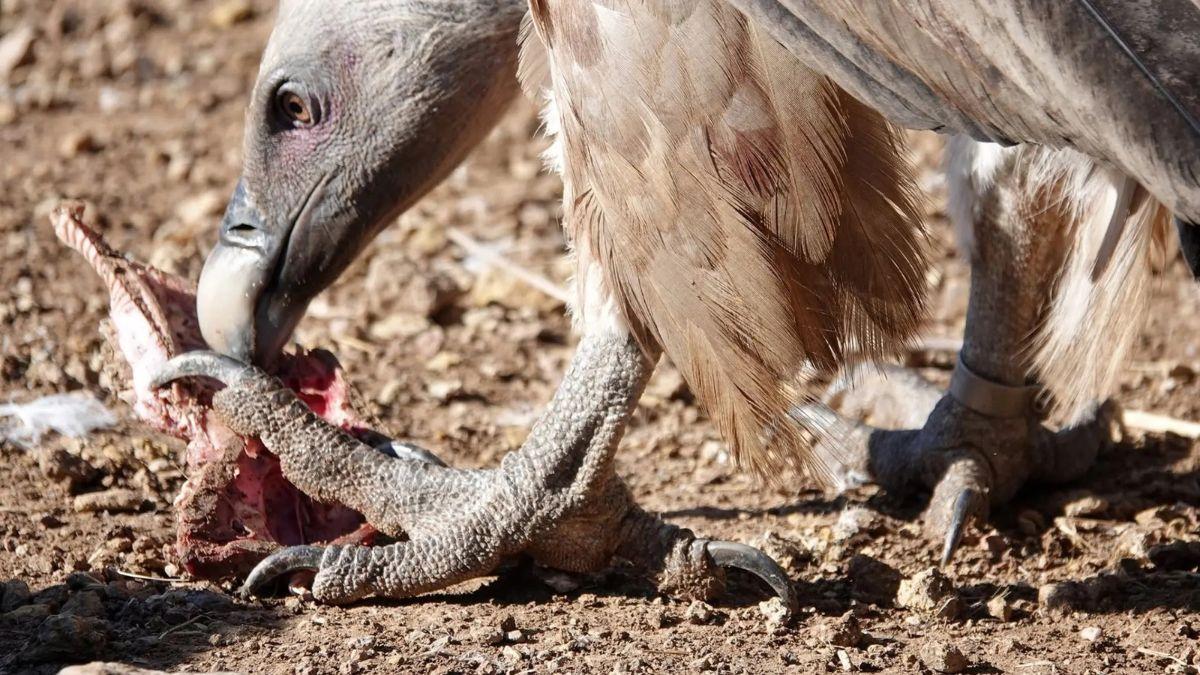 Encuentran en Huesca a un buitre leonado que fue anillado en Huelva en 1998 y descubren que es el más longevo de Europa