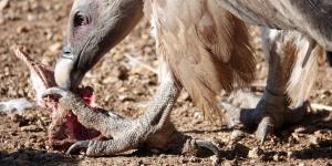 Encuentran en Huesca a un buitre leonado que fue anillado en Huelva en 1998 y descubren que es el más longevo de Europa