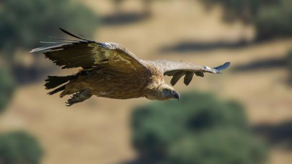 Encuentran en Huesca a un buitre leonado que fue anillado en Huelva en 1998 y descubren que es el más longevo de Europa - España alberga una de las mayores poblaciones de buitres leonados de Europa