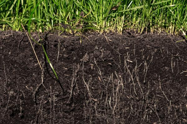 Rizosfera: qué es, composición e importancia - Qué es la rizosfera y sus características 