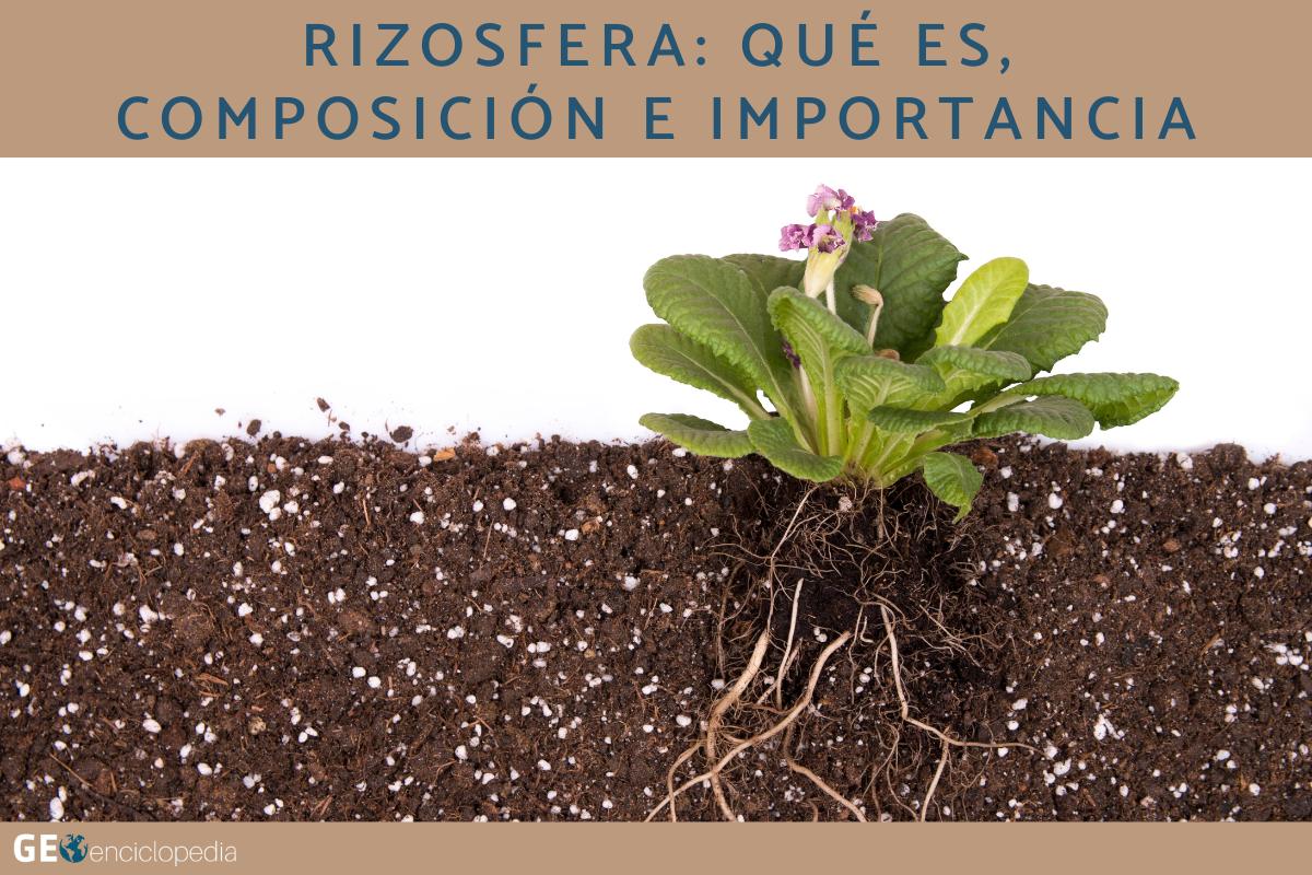 Rizosfera: qué es, composición e importancia