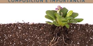 Rizosfera: qué es, composición e importancia