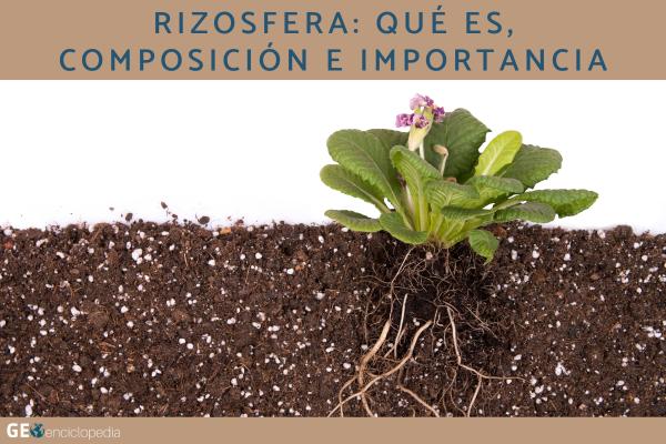 Rizosfera: qué es, composición e importancia