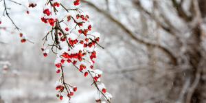 Cinarra o gránulos de nieve: qué son y cómo se forman