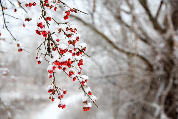 Cinarra o gránulos de nieve: qué son y cómo se forman