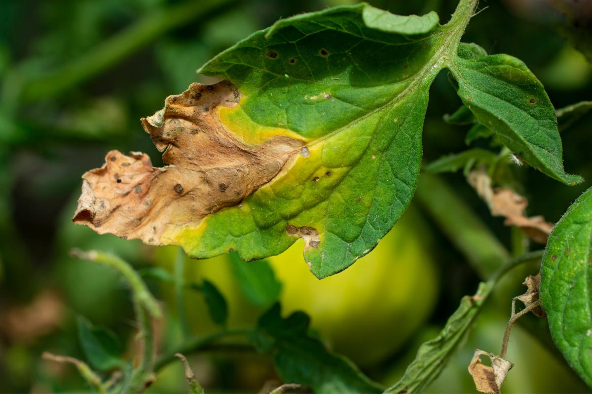 Hojas quemadas por exceso de abono: síntomas y qué hacer