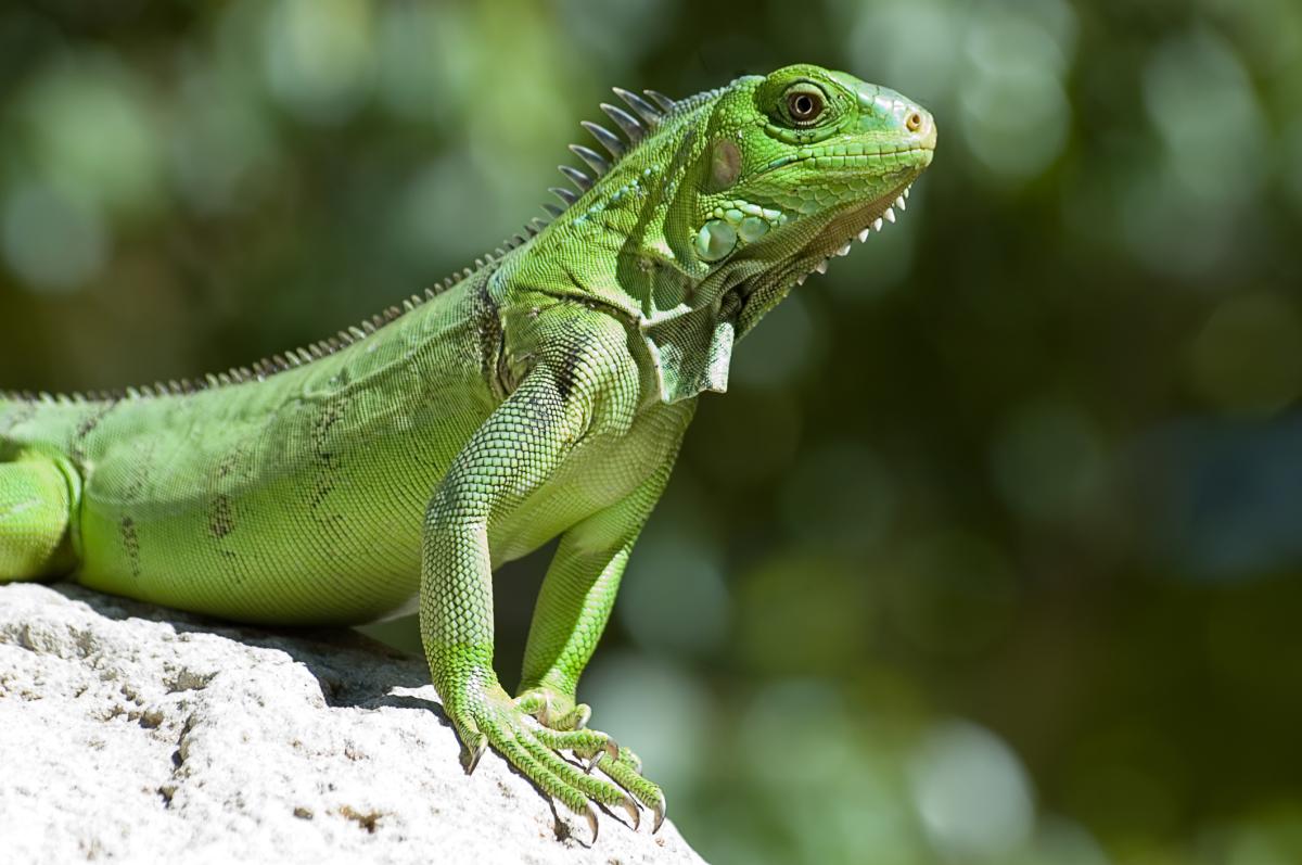 ¿La iguana está en peligro de extinción?