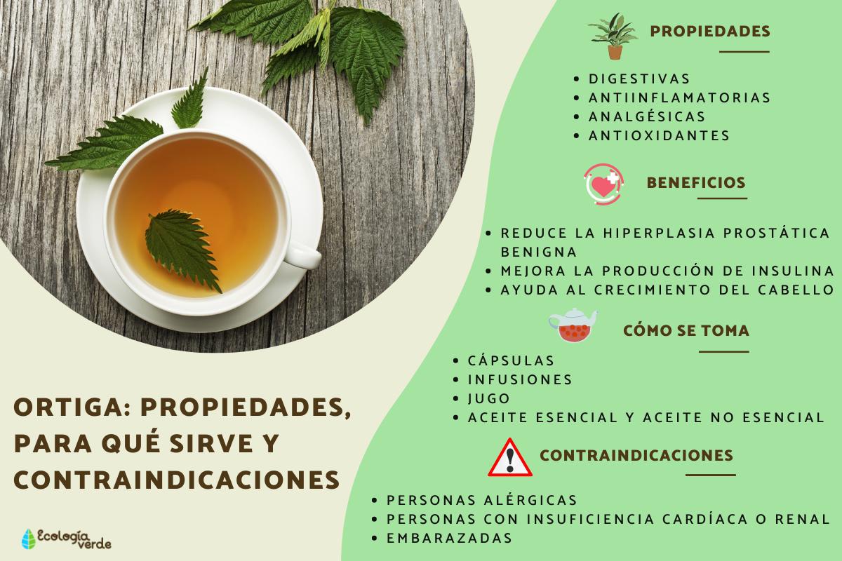 Ortiga: propiedades, para qué sirve y contraindicaciones