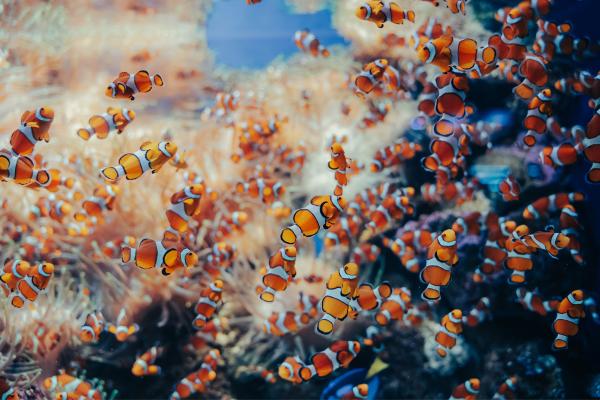 Curiosidades del pez payaso - Son peces territoriales y viven en estructuras sociales estrictas