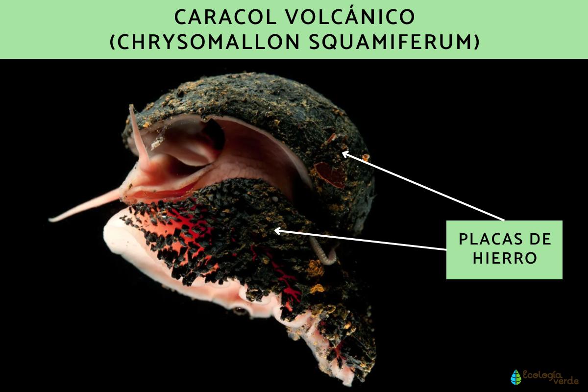 Caracol volcánico, un animal capaz de vivir en volcanes