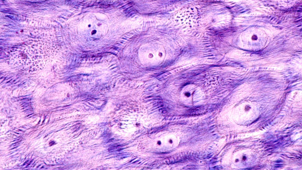 Desmosomas: qué son, función y estructura