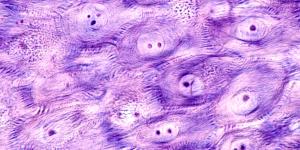 Desmosomas: qué son, función y estructura