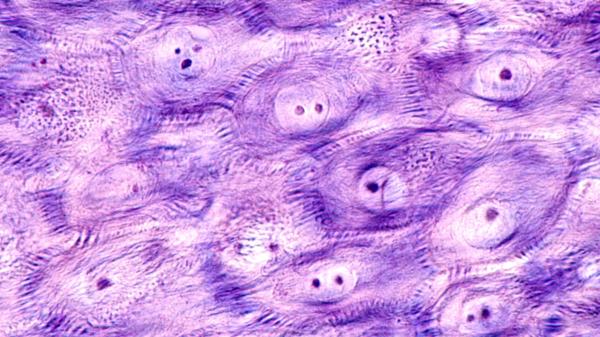 Desmosomas: qué son, función y estructura