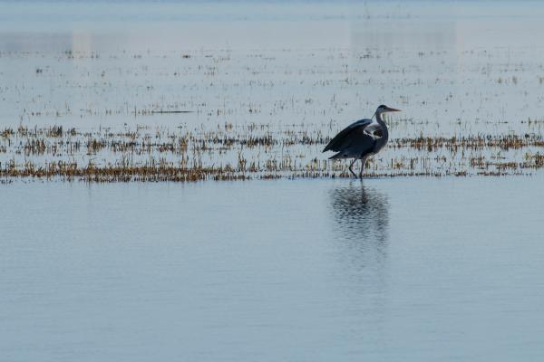 Qué es una albufera, cómo se forma y ejemplos - ¿Qué animales y plantas viven en una albufera?
