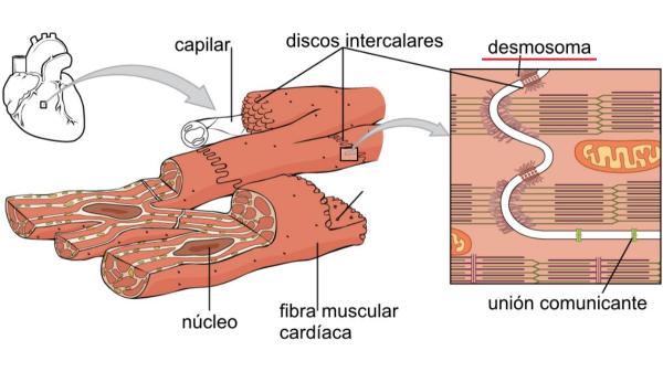 Desmosomas: qué son, función y estructura - ¿Qué son los desmosomas? 