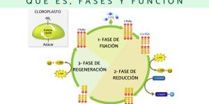 Ciclo de Calvin: qué es, fases y función