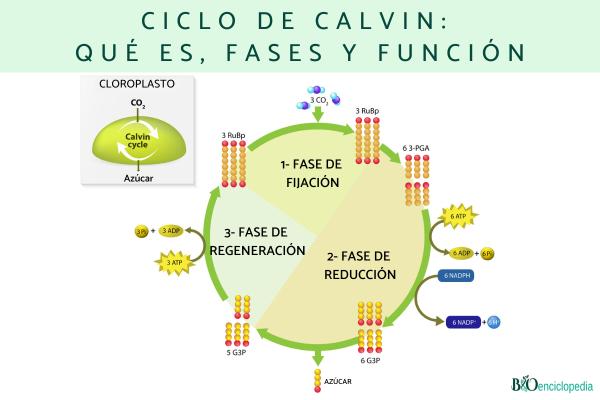 Ciclo de Calvin: qué es, fases y función