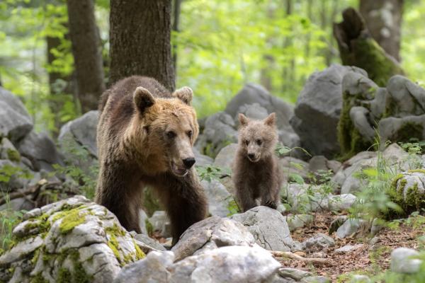 Rewilding: qué es y proyectos