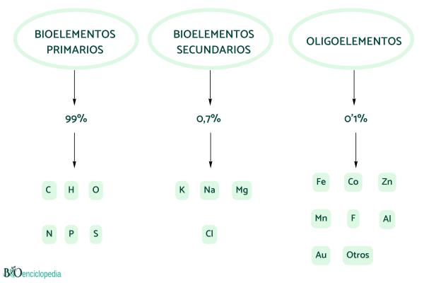 Bioelementos: qué son y clasificación - Tipos de bioelementos 