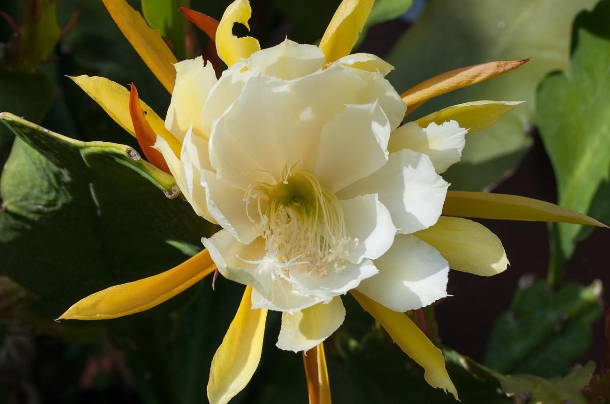 Epiphyllum anguliger: cuidados