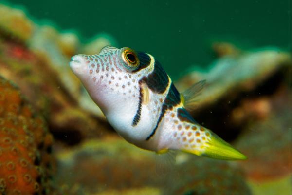 Pez globo - Características del pez globo