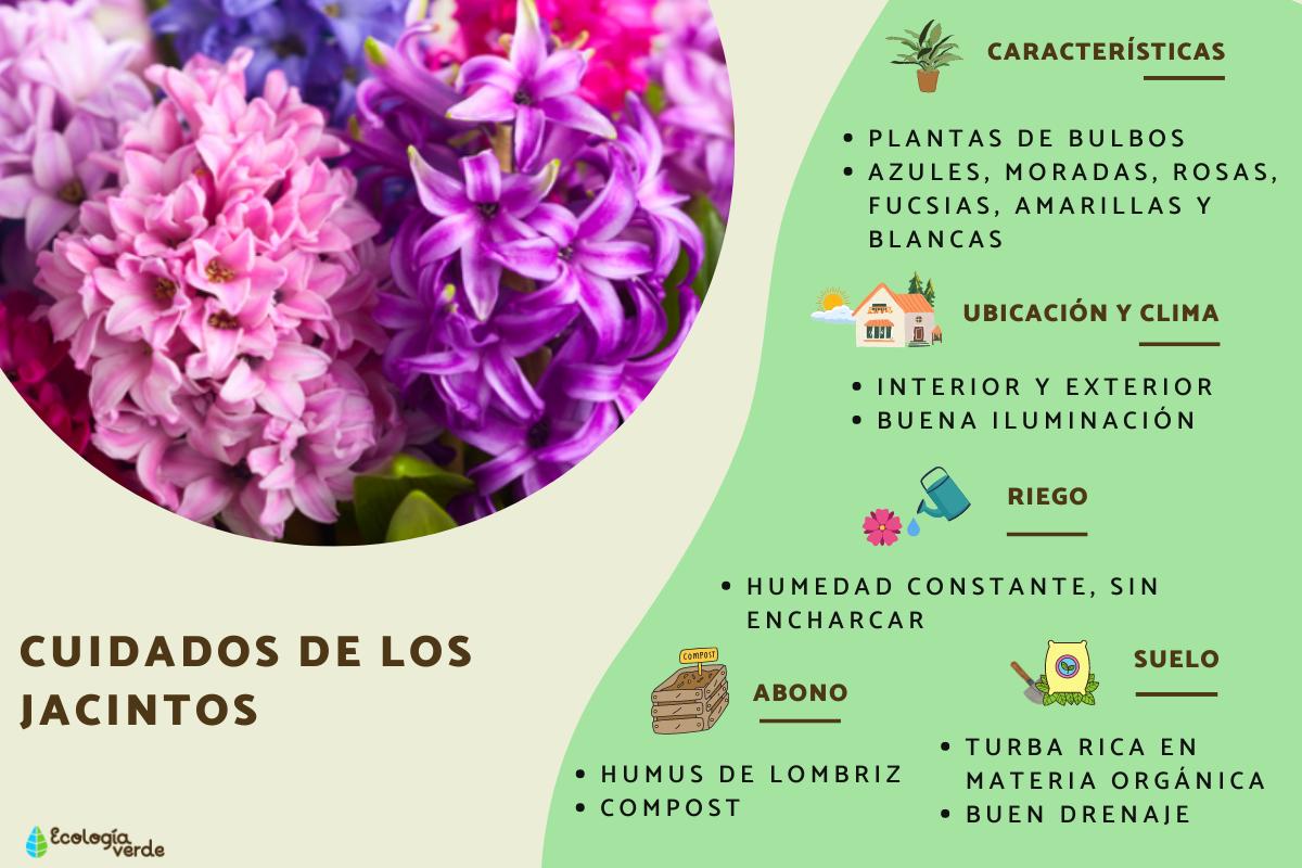 Cuidados de los jacintos