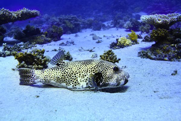 Pez globo - Dónde vive el pez globo