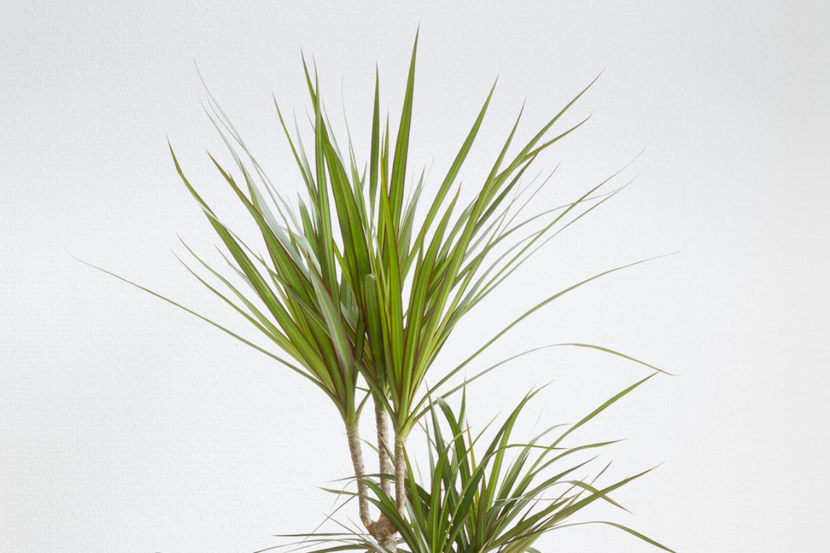 Dracaena marginata: cuidados