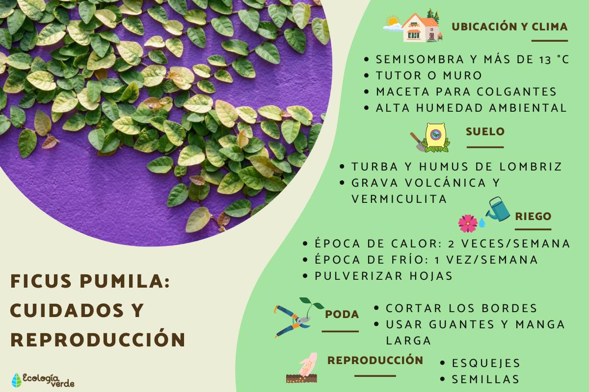 Ficus pumila: cuidados y reproducción