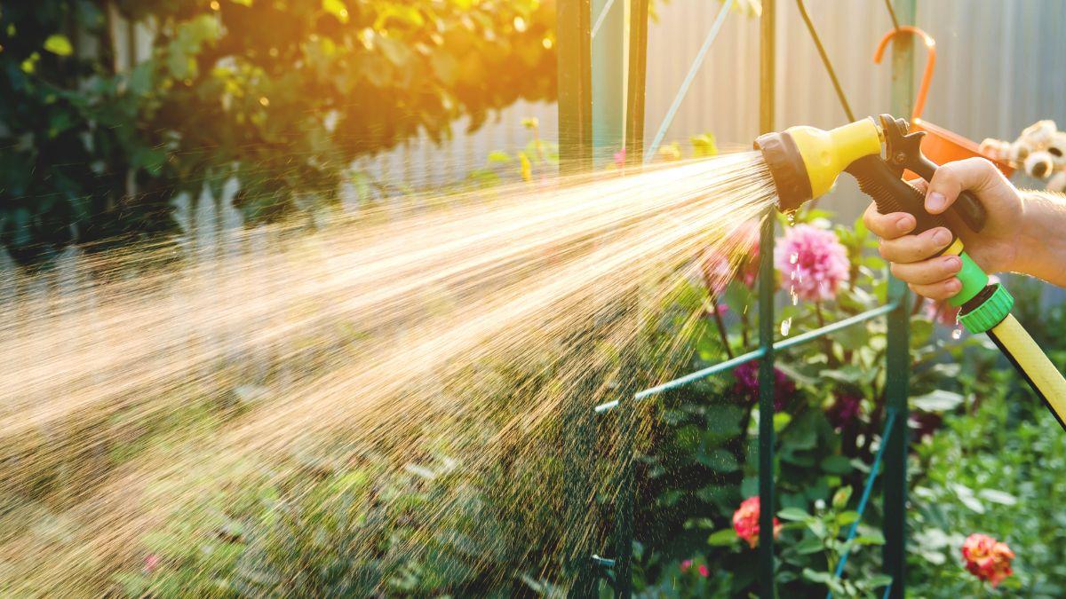 Los jardineros lo tienen claro: ni al mediodía ni por la noche, esta es la mejor hora para regar las plantas en verano