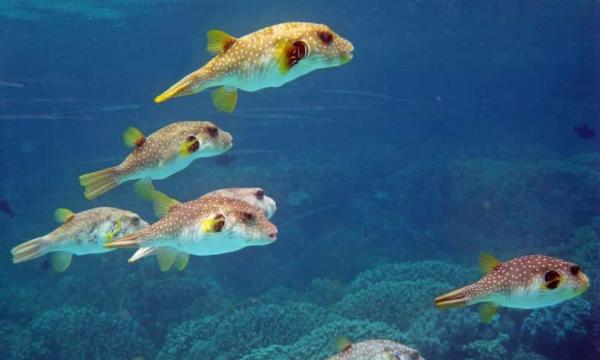 Pez globo - Reproducción del pez globo