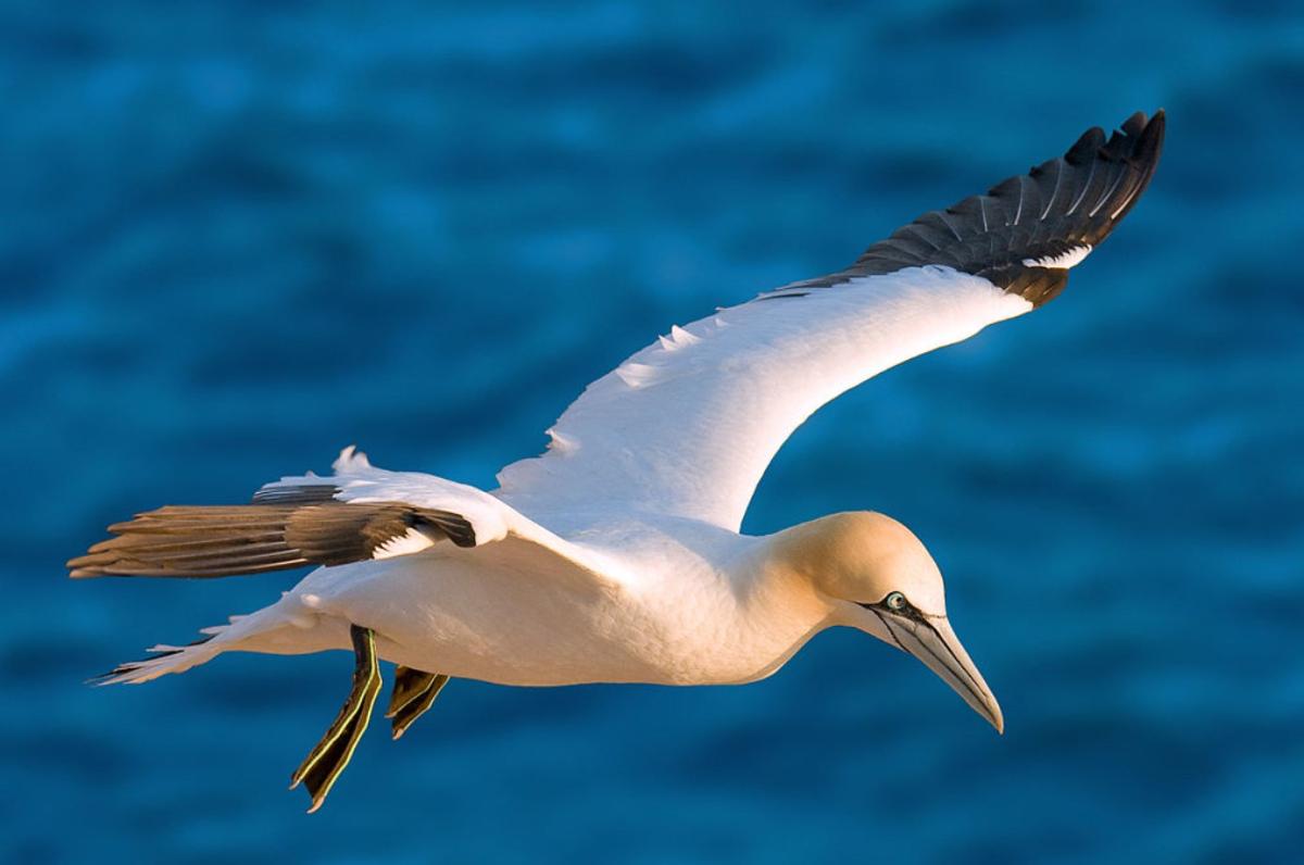 Alcatraz atlántico o Morus bassanus