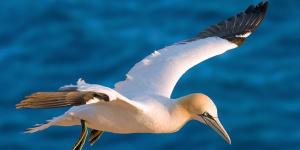 Alcatraz atlántico o Morus bassanus