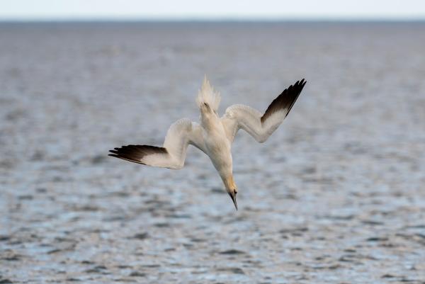 Alcatraz atlántico o Morus bassanus - Alimentación del alcatraz atlántico o Morus bassanus