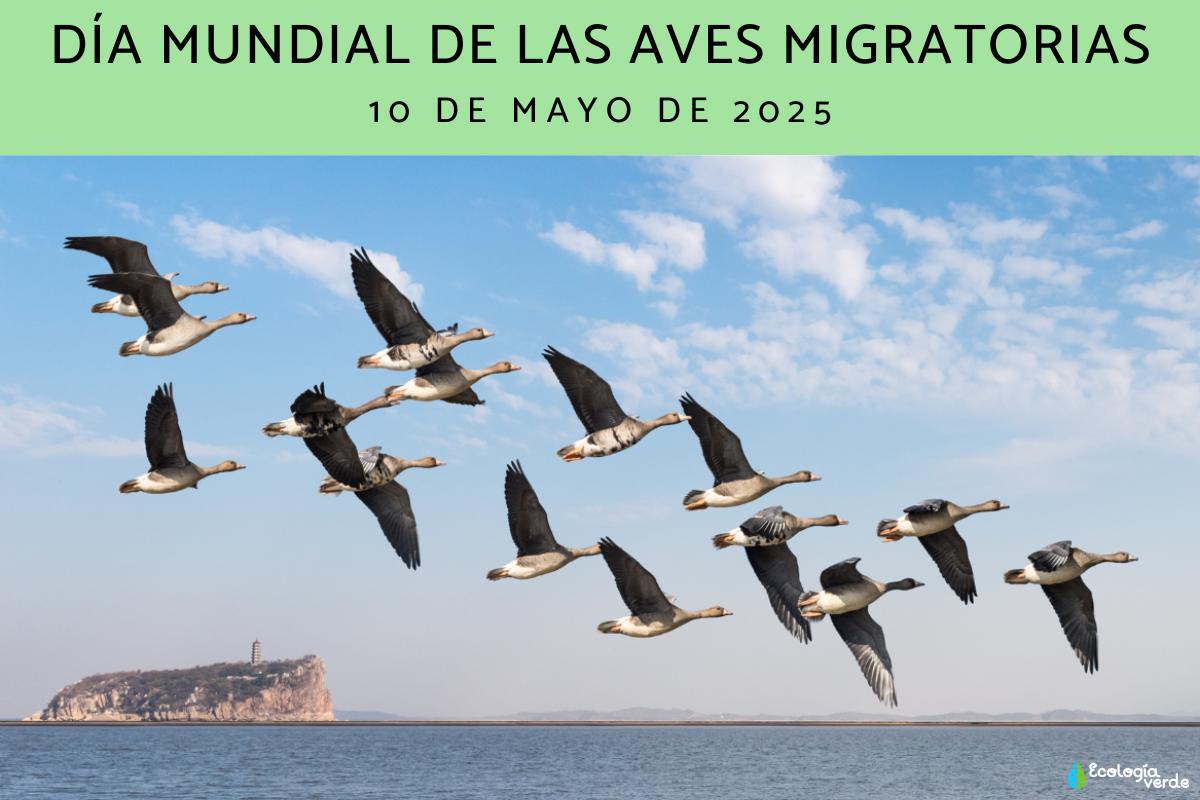 Día Mundial de las Aves Migratorias: cuándo es, por qué se celebra y actividades