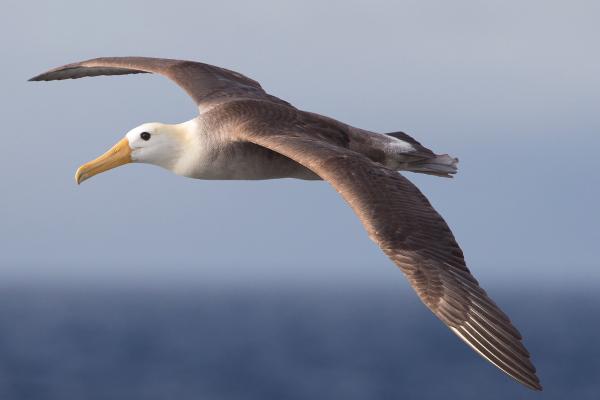 Aves marinas: nombres y características - Albatros (Familia Diomedeidae)