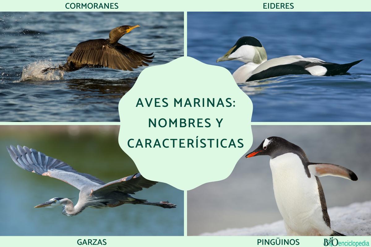 Aves marinas: nombres y características