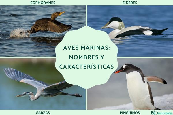 Aves marinas: nombres y características